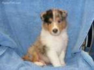 Collie Puppy for sale in De Leon Springs, FL, USA