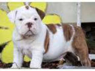 Bulldog Puppy for sale in Paradise, PA, USA