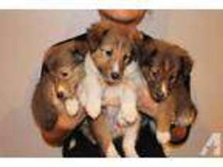 Shetland Sheepdog Puppy for sale in BAYTOWN, TX, USA