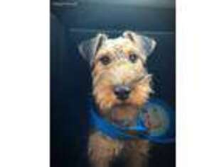 Welsh Terrier Puppy for sale in Miami, FL, USA