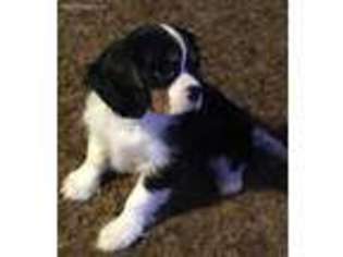 Cavalier King Charles Spaniel Puppy for sale in Valley Springs, CA, USA