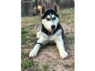 Siberian Husky Puppy for sale in Durham, NC, USA