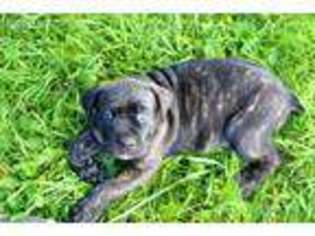 Cane Corso Puppy for sale in Pierceton, IN, USA
