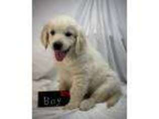 Mutt Puppy for sale in Russiaville, IN, USA