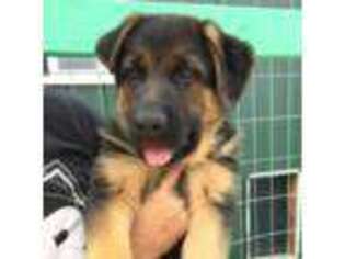 German Shepherd Dog Puppy for sale in Medford, OR, USA