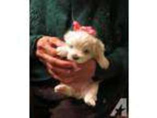 Maltese Puppy for sale in SHERRODSVILLE, OH, USA