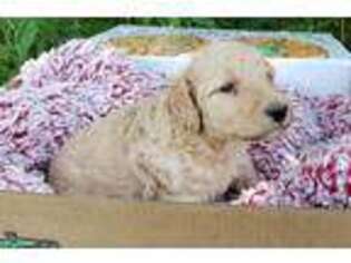 Goldendoodle Puppy for sale in Paris, KY, USA