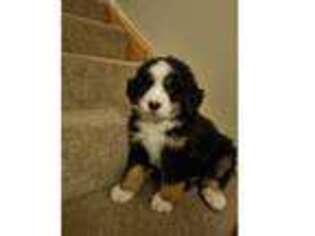 Bernese Mountain Dog Puppy for sale in Los Angeles, CA, USA