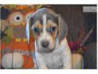 Beagle Puppy for sale in Chattanooga, TN, USA