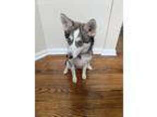 Alaskan Klee Kai Puppy for sale in Phillipsburg, NJ, USA