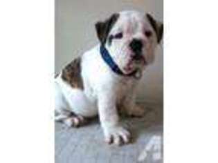 Bulldog Puppy for sale in VAN NUYS, CA, USA