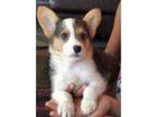 Pembroke Welsh Corgi Puppy for sale in Muscatine, IA, USA