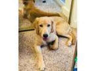 Golden Retriever Puppy for sale in Dallas, TX, USA