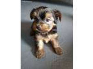 Yorkshire Terrier Puppy for sale in Milton, PA, USA