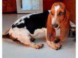 Basset Hound Puppy for sale in Alma, GA, USA