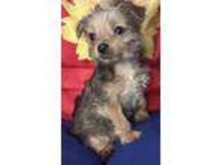 Yorkshire Terrier Puppy for sale in Roseburg, OR, USA