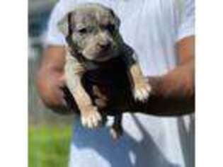 Mutt Puppy for sale in Neptune, NJ, USA