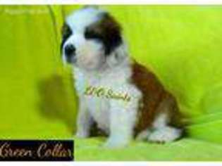 Saint Bernard Puppy for sale in Kelso, WA, USA