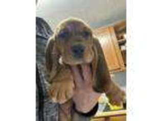 Basset Hound Puppy for sale in Kettering, OH, USA