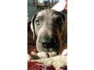 Great Dane Puppy for sale in Wellsburg, NY, USA