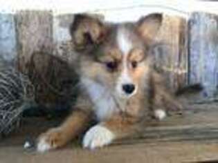 Shetland Sheepdog Puppy for sale in East Sparta, OH, USA