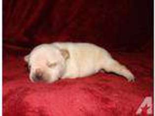 French Bulldog Puppy for sale in DE KALB, TX, USA