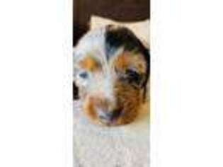 Dachshund Puppy for sale in Duke, OK, USA