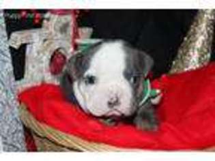Olde English Bulldogge Puppy for sale in Boise, ID, USA