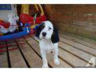 Mutt Puppy for sale in GLENBEULAH, WI, USA