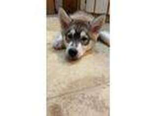 Siberian Husky Puppy for sale in London, OH, USA