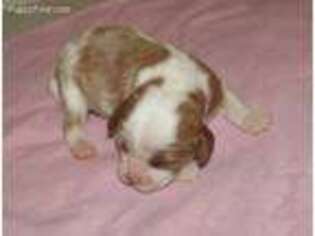 Cavalier King Charles Spaniel Puppy for sale in Ruskin, FL, USA