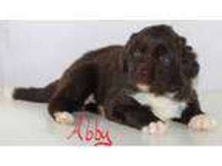 Newfoundland Puppy for sale in Hesperia, MI, USA