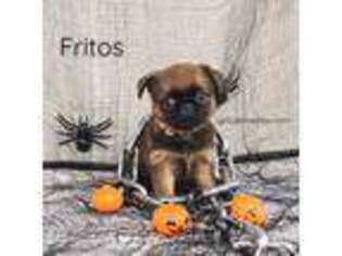 Brussels Griffon Puppy for sale in New Stanton, PA, USA