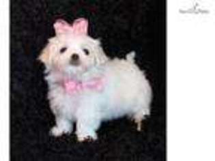 Maltese Puppy for sale in Saint Louis, MO, USA