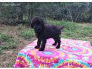 Goldendoodle Puppy for sale in Floral City, FL, USA