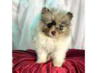 Pomeranian Puppy for sale in Humboldt, KS, USA