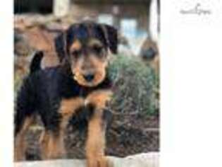 Airedale Terrier Puppy for sale in Fort Worth, TX, USA