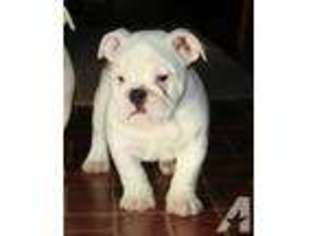 Bulldog Puppy for sale in WORTHINGTON, MN, USA