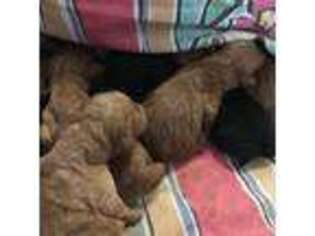 Goldendoodle Puppy for sale in Somerset, NJ, USA