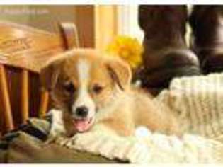 Pembroke Welsh Corgi Puppy for sale in Holtwood, PA, USA