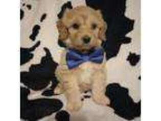 Mutt Puppy for sale in Lowville, NY, USA