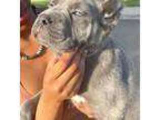 Cane Corso Puppy for sale in Elk Grove, CA, USA