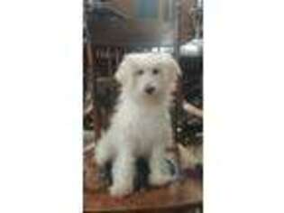 Labradoodle Puppy for sale in Nunnelly, TN, USA