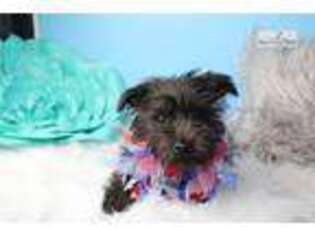 Cairn Terrier Puppy for sale in Lawrence, KS, USA