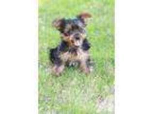Yorkshire Terrier Puppy for sale in BINGER, OK, USA
