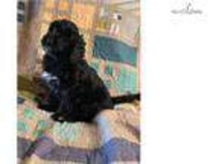 Portuguese Water Dog Puppy for sale in Orem, UT, USA