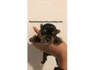 Yorkshire Terrier Puppy for sale in Powder Springs, GA, USA