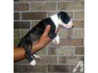 Bull Terrier Puppy for sale in PASADENA, TX, USA