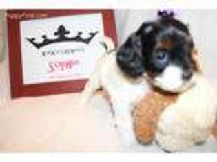 Cavapoo Puppy for sale in Sterling, OH, USA