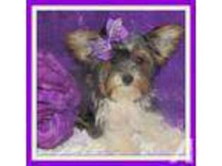 Biewer Terrier Puppy for sale in GREENVILLE, TX, USA
